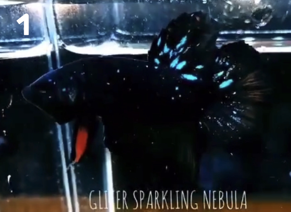 betta533