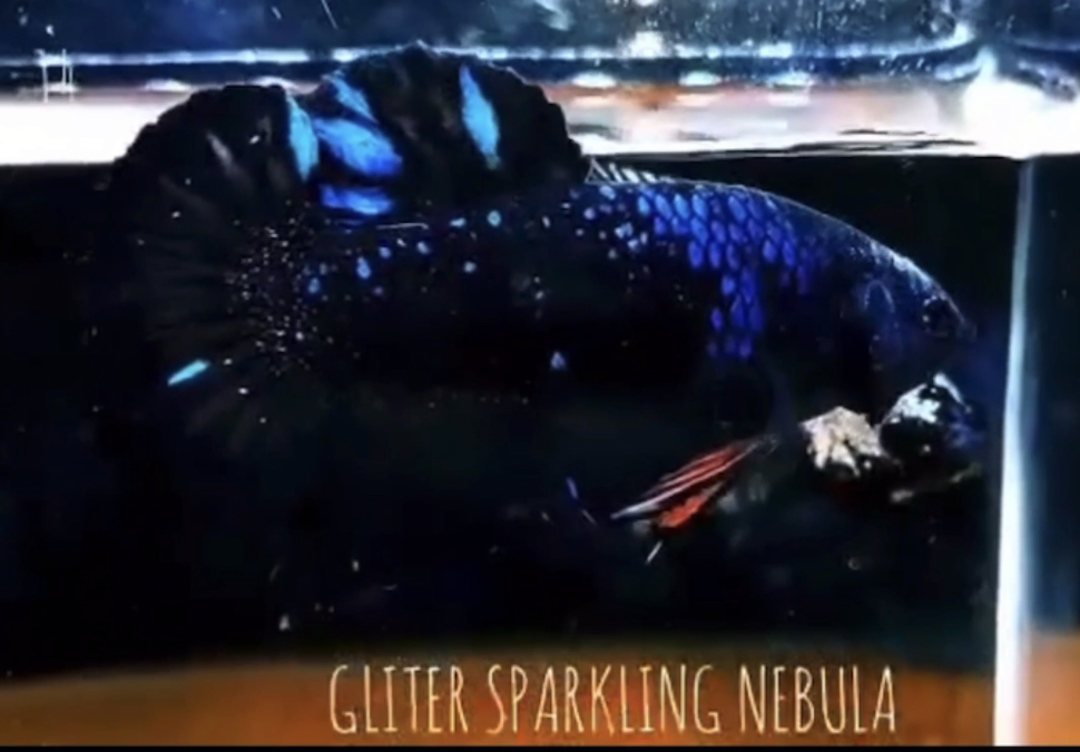 betta532