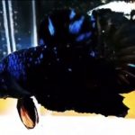 betta532