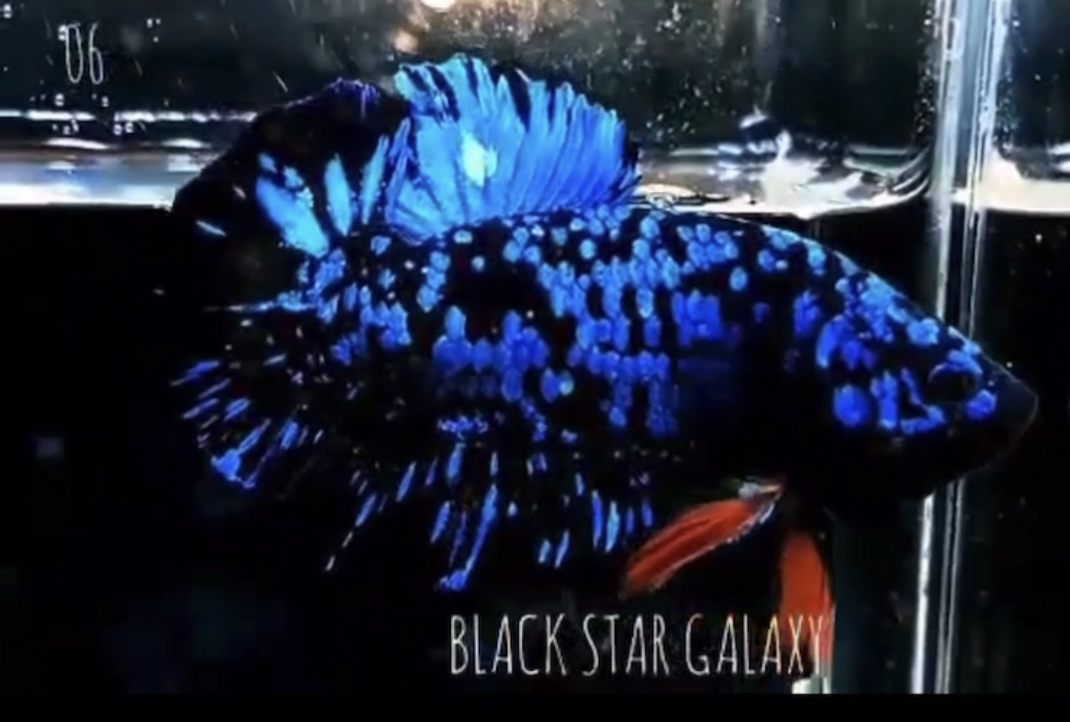 betta531
