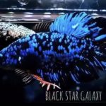betta531