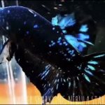 betta530