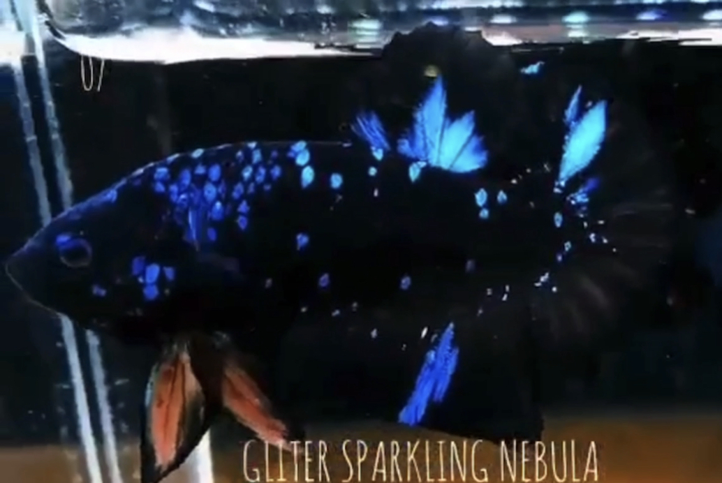 betta529