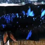 betta529