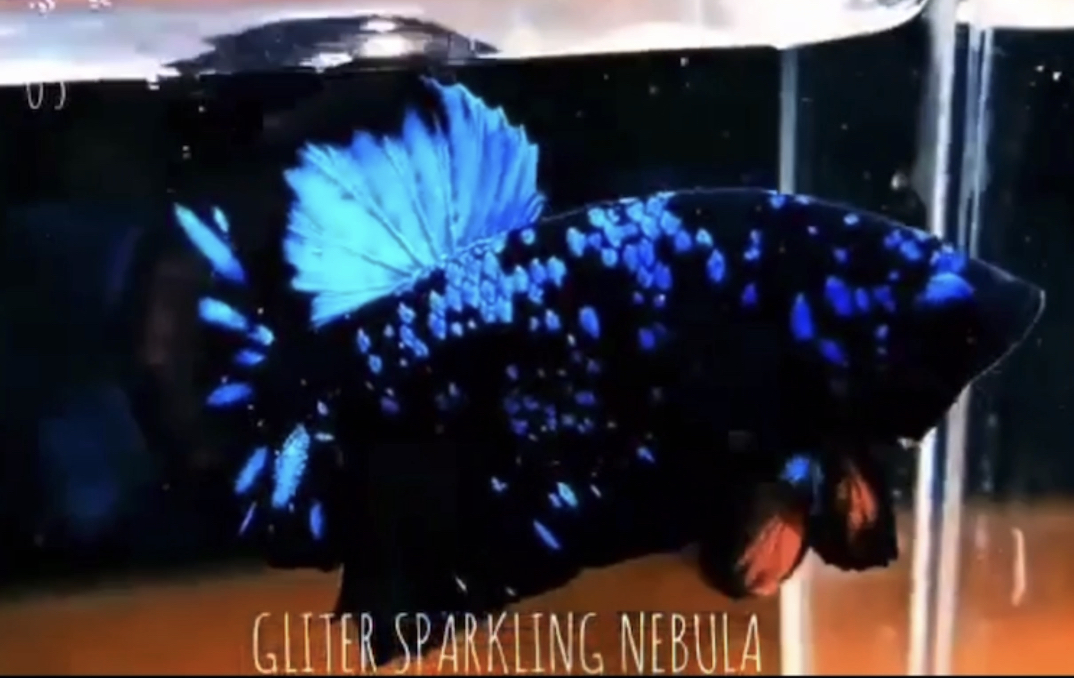 betta528