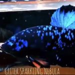 betta528