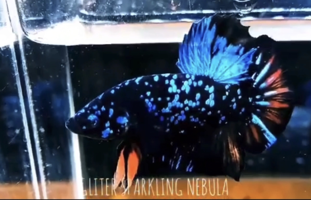 betta527