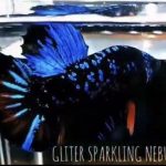betta527
