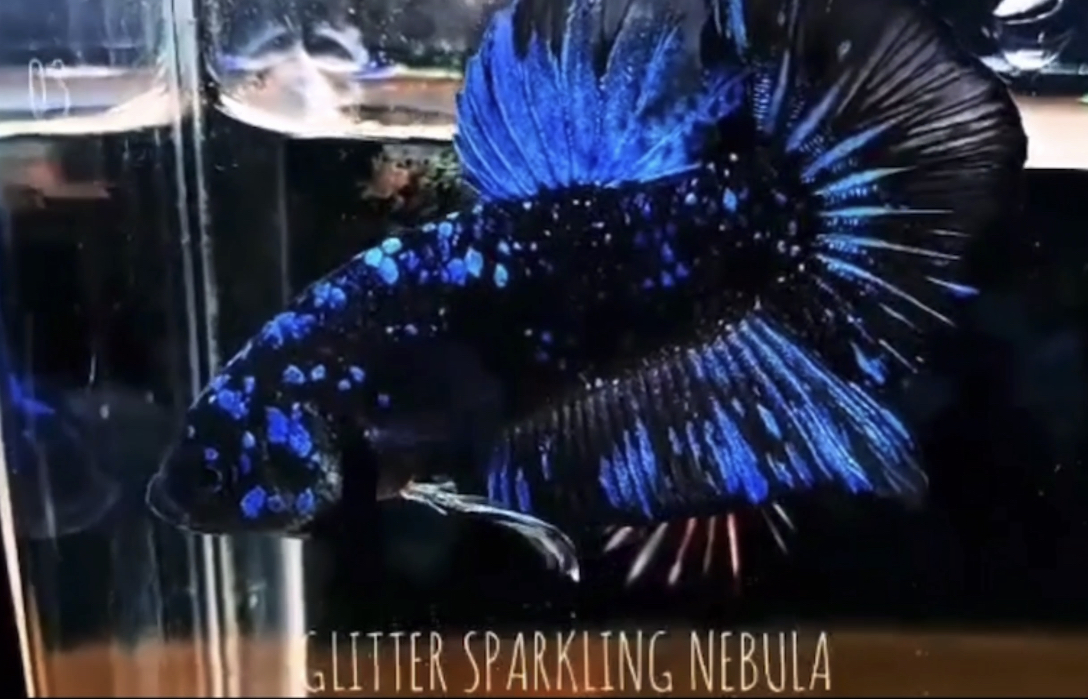 betta525