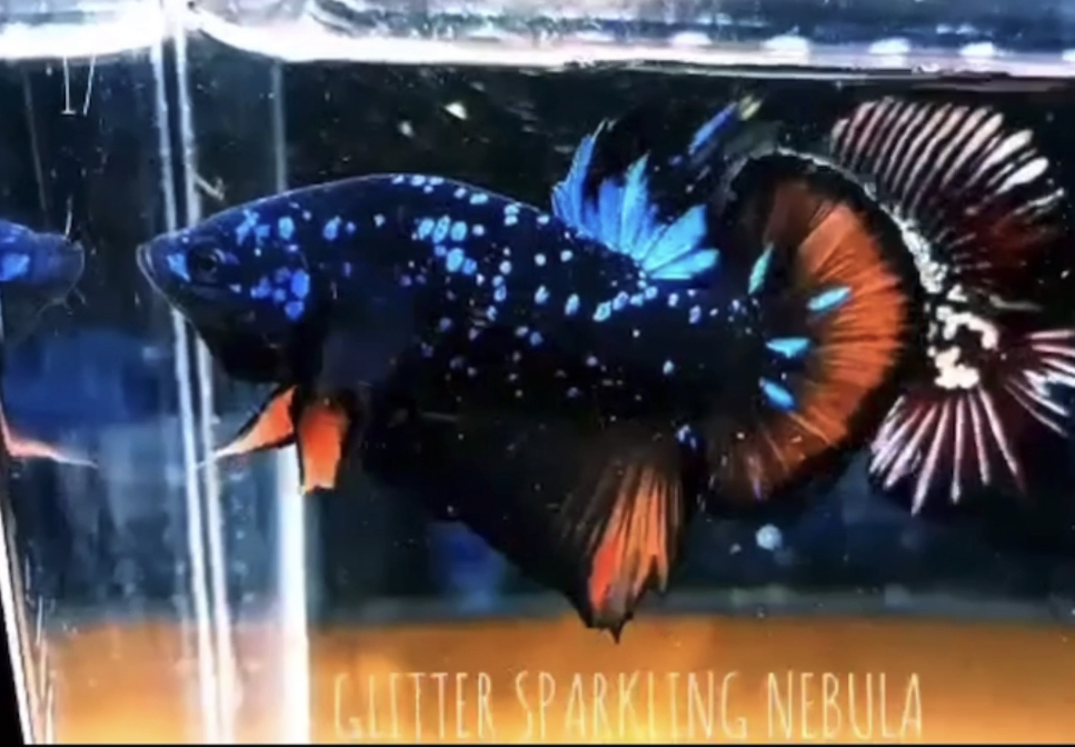 betta524