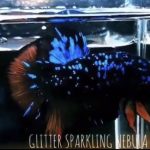 betta524