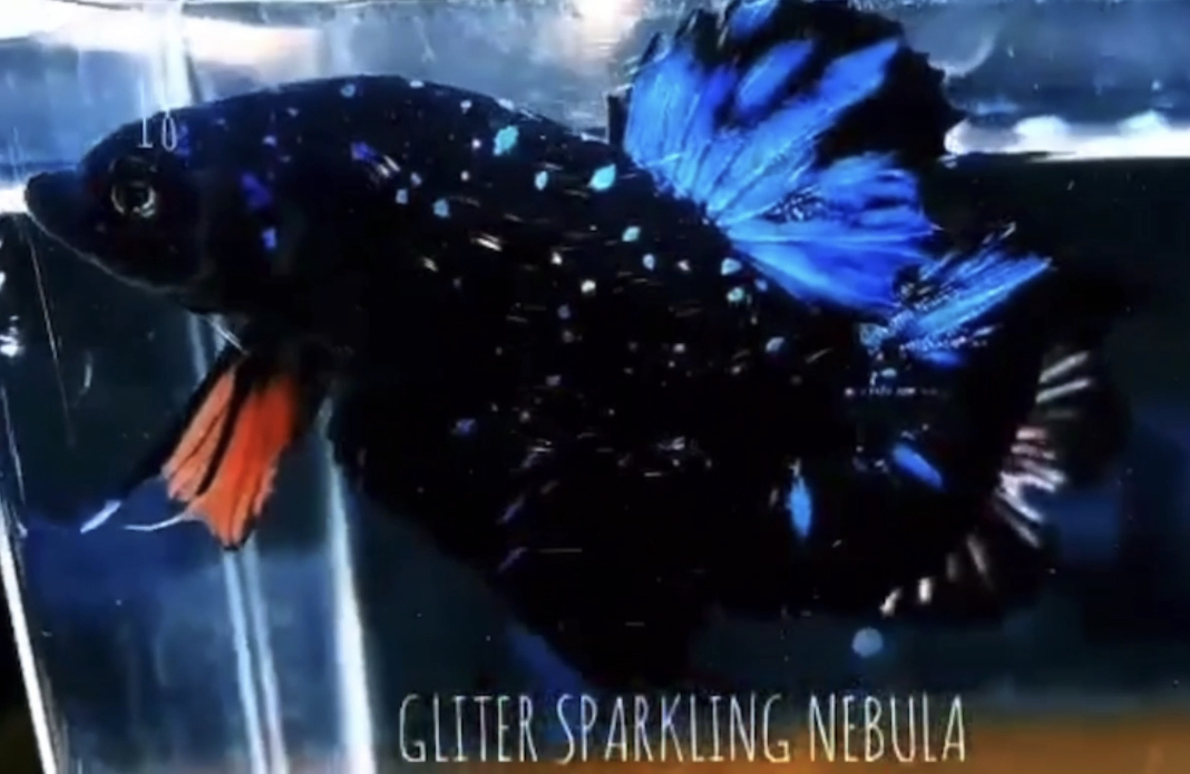 betta523