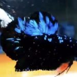 betta523