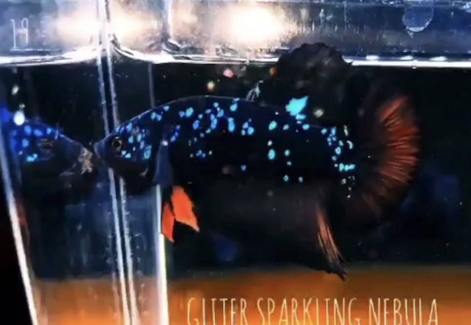 betta522