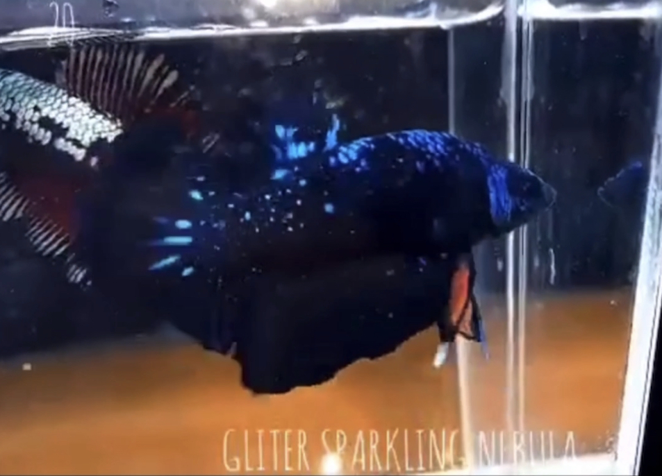 betta521