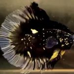 betta547