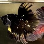 betta547
