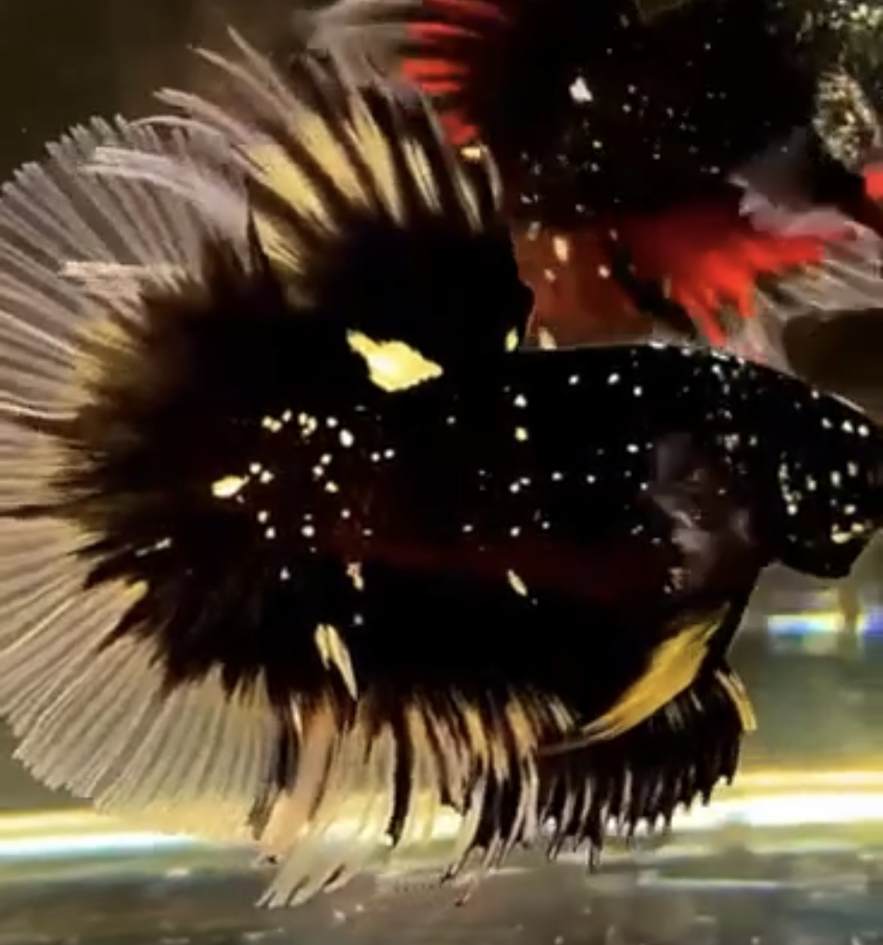 betta547