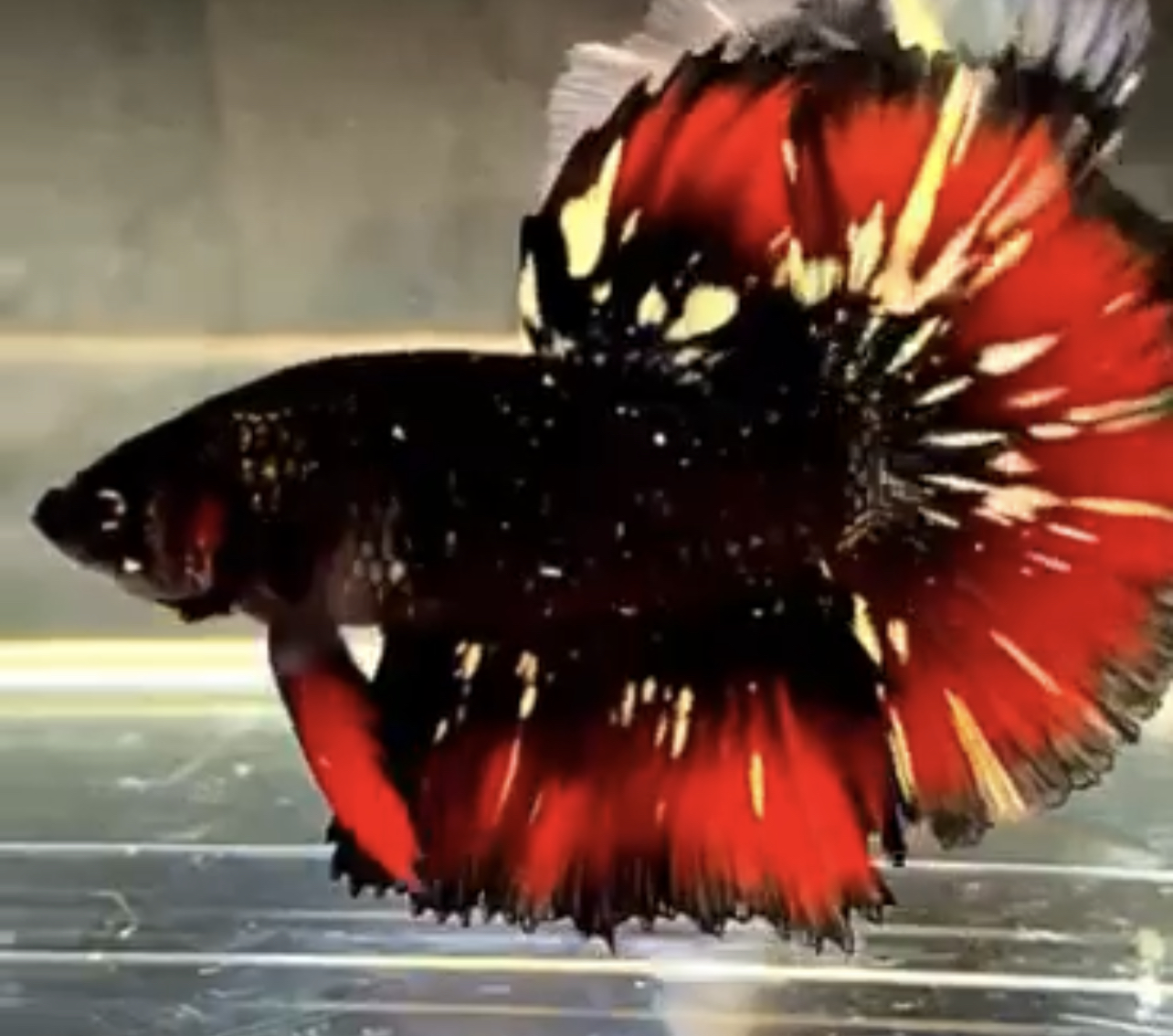 betta546