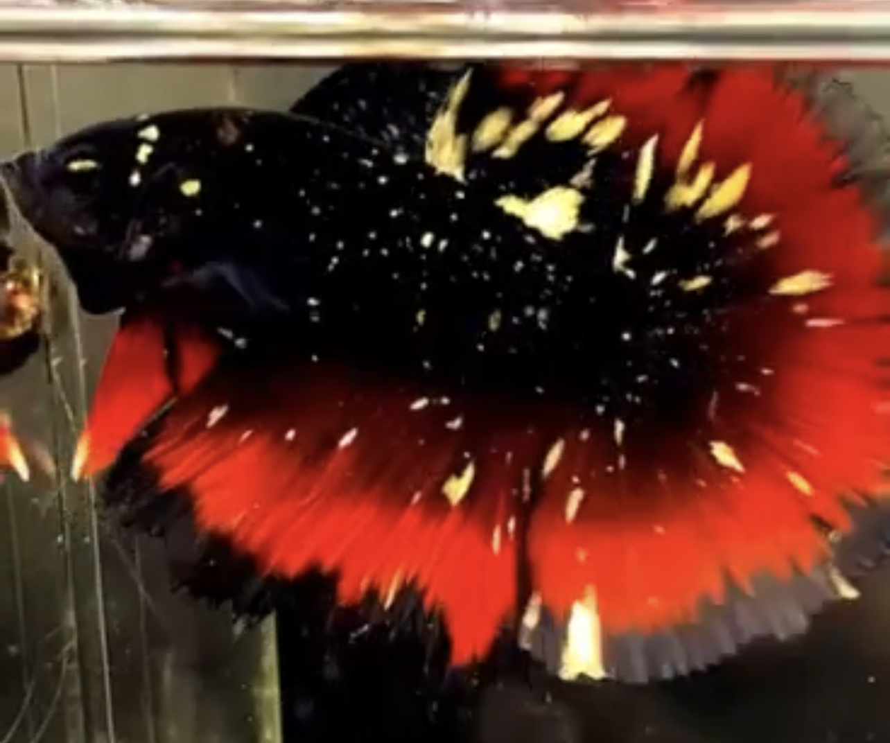 betta548
