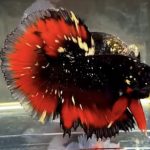 betta548