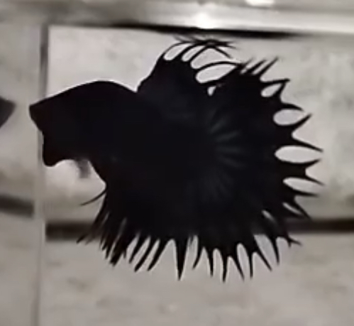 betta545
