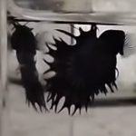 betta545