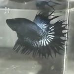 betta544