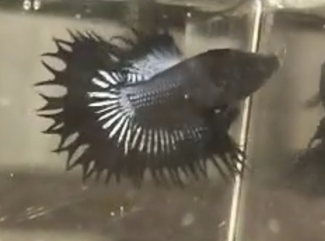 betta544