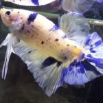 betta554