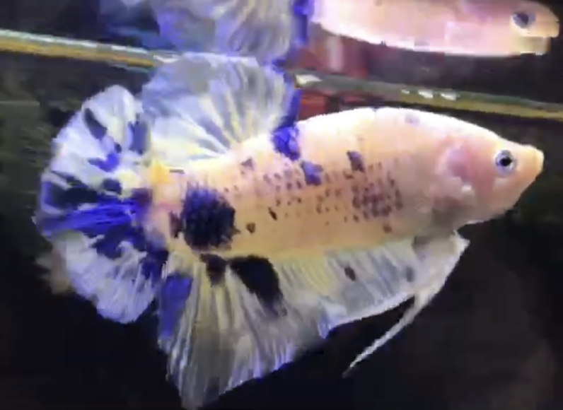 betta554