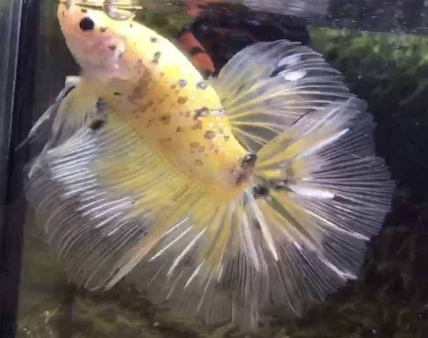 betta555