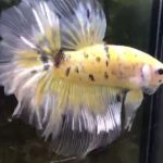 betta555