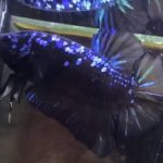 betta557
