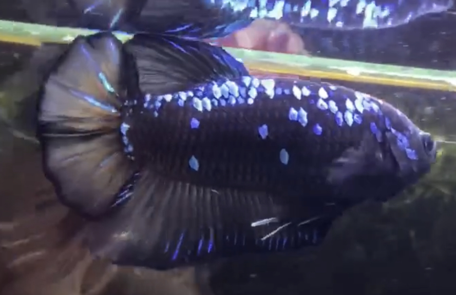 betta557