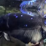 betta556