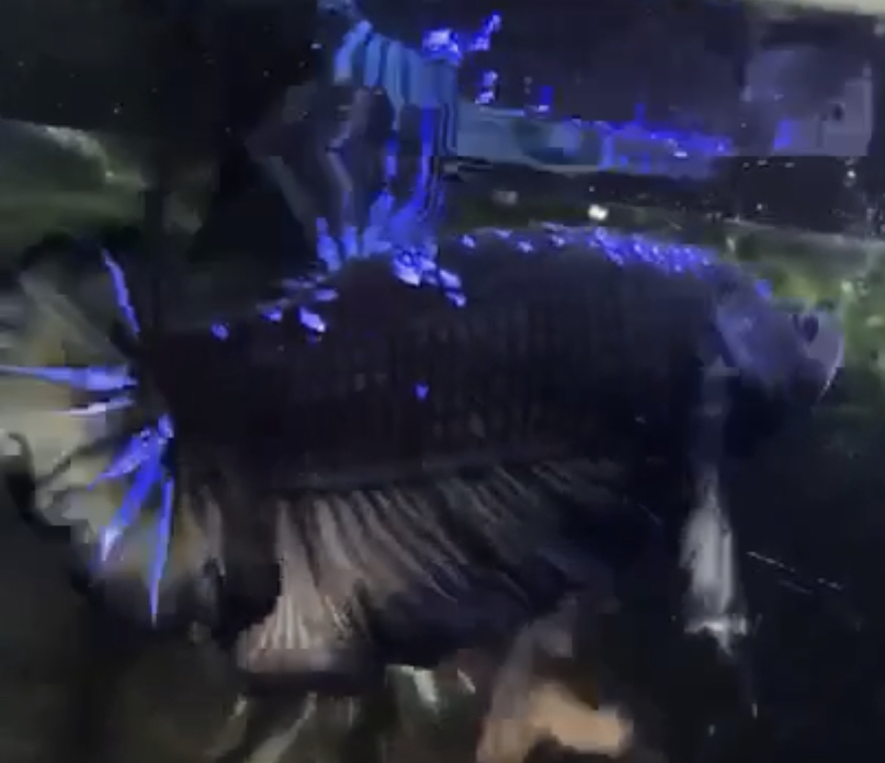 betta556