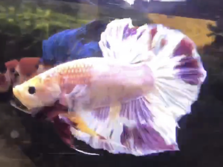 betta558