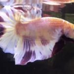 betta558