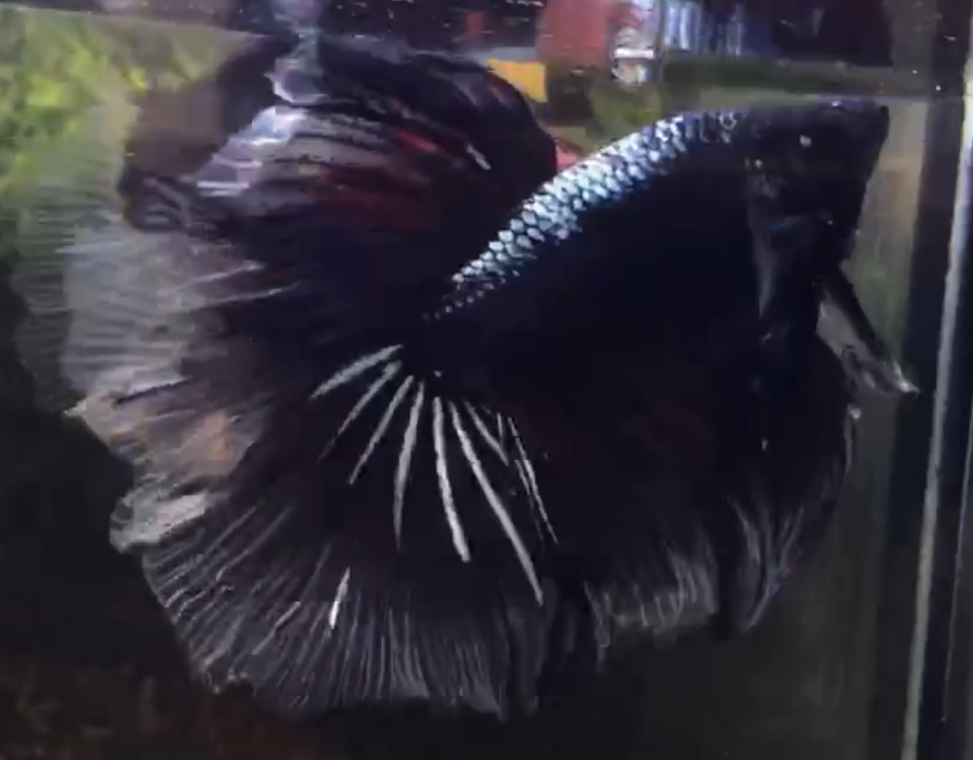 betta553