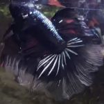 betta553