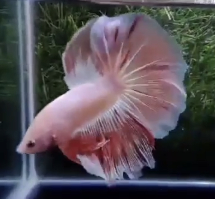 betta559