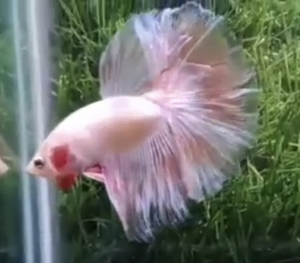 betta560