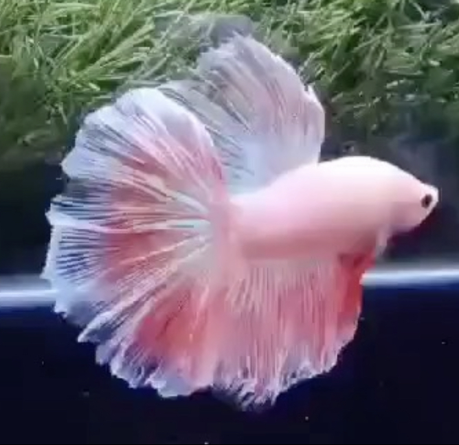 betta561