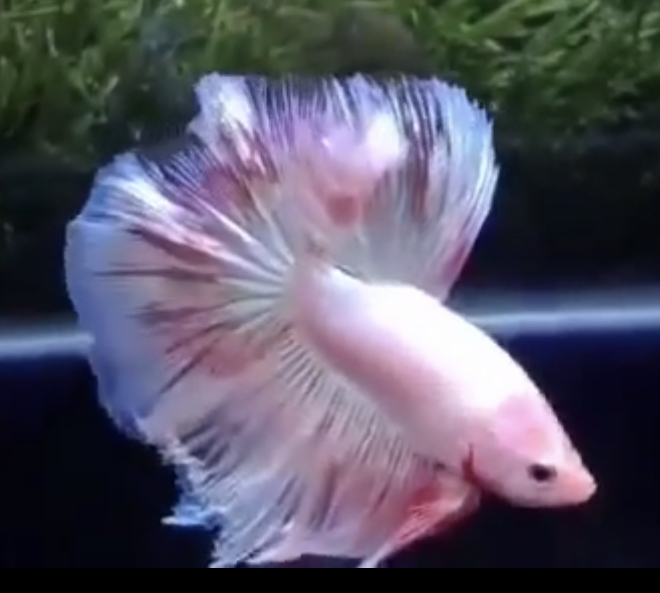betta562