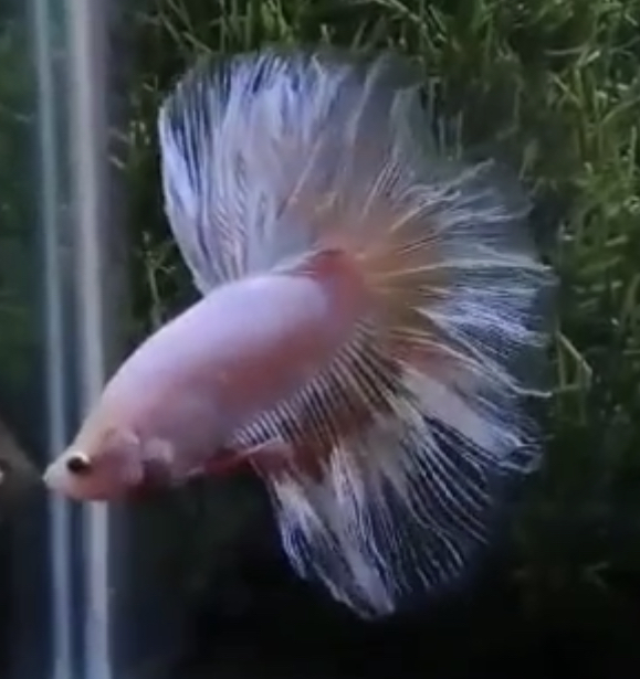 betta563