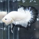 betta549
