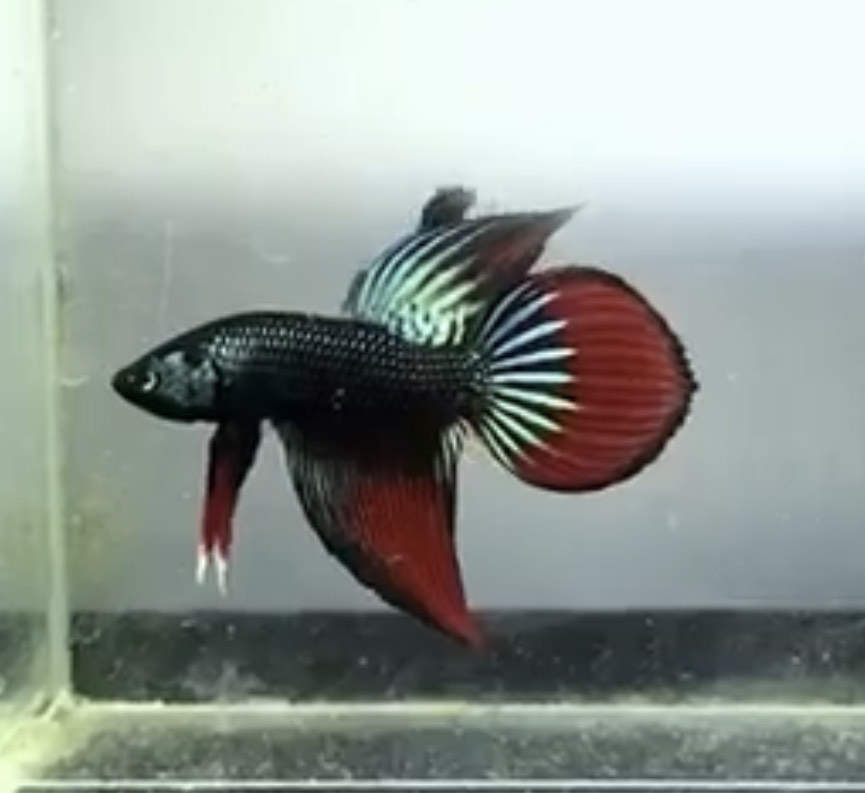 betta519