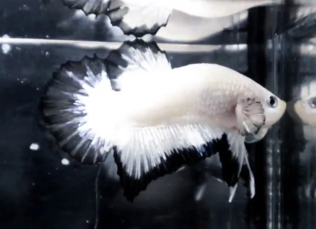 betta549
