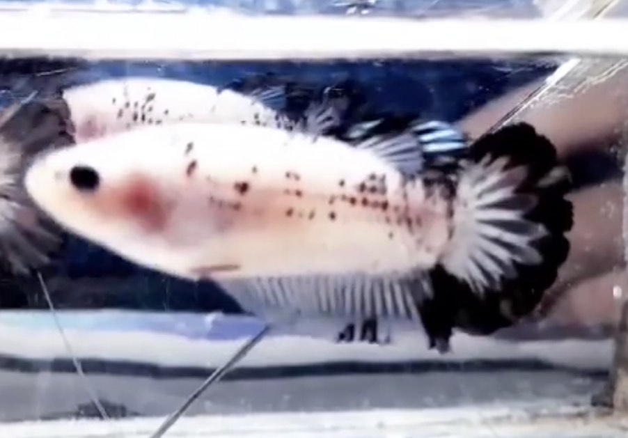 betta550